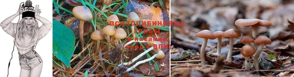 дживик Богородицк