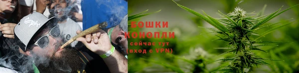прущие грибы Богданович